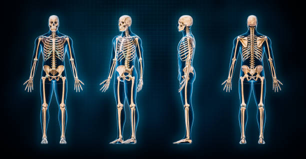 ESTRUCTURA OSTEOARTICULAR